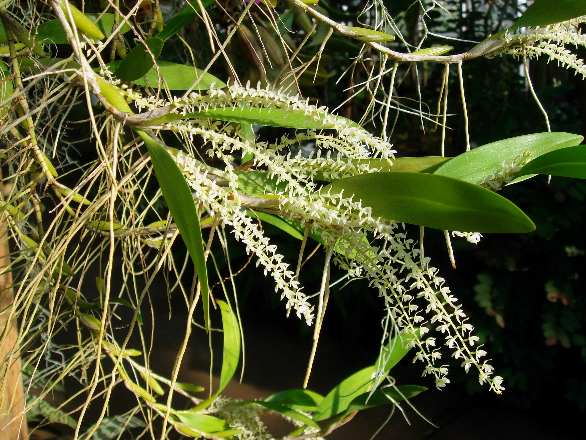 http://orchids.la.coocan.jp/Dendrochilum/Dendrochilum%20pallidiflavens/DSC00981.JPG