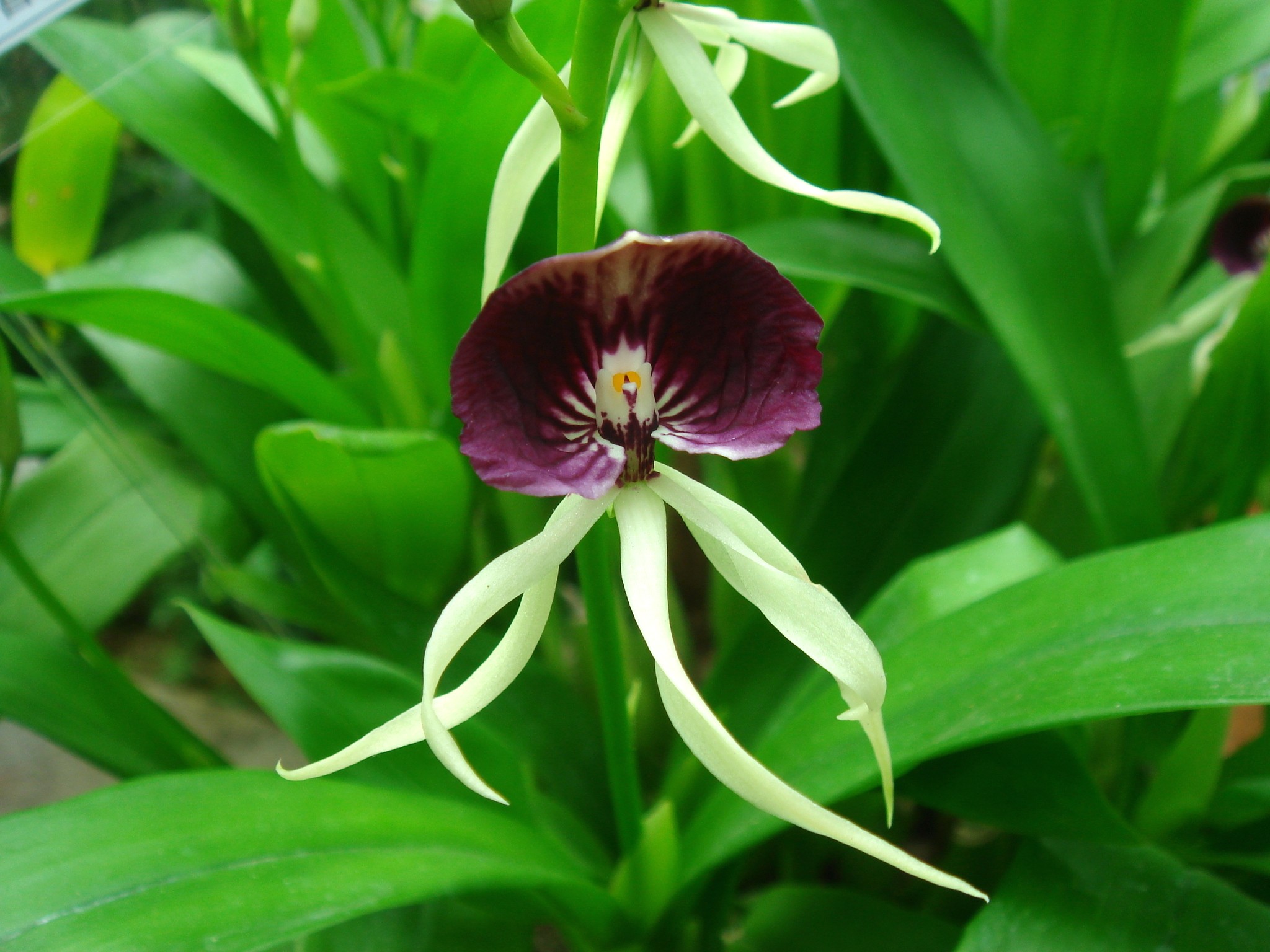 http://orchids.la.coocan.jp/Encyclia/Encyclia%20cochleata/DSC01077.JPG