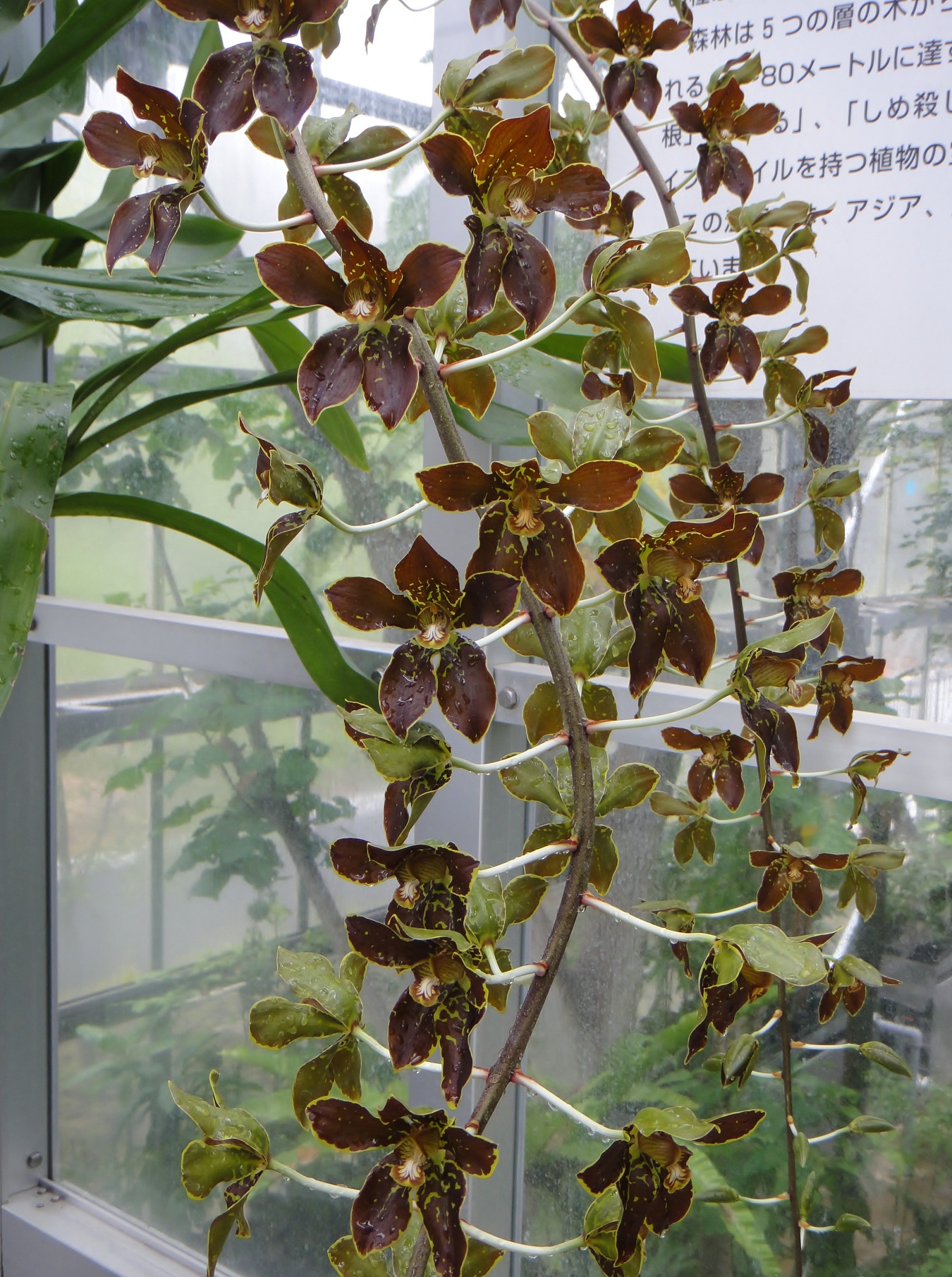 http://orchids.la.coocan.jp/Grammatophyllum/Grammatophyllum%20martae/DSC04859.JPG