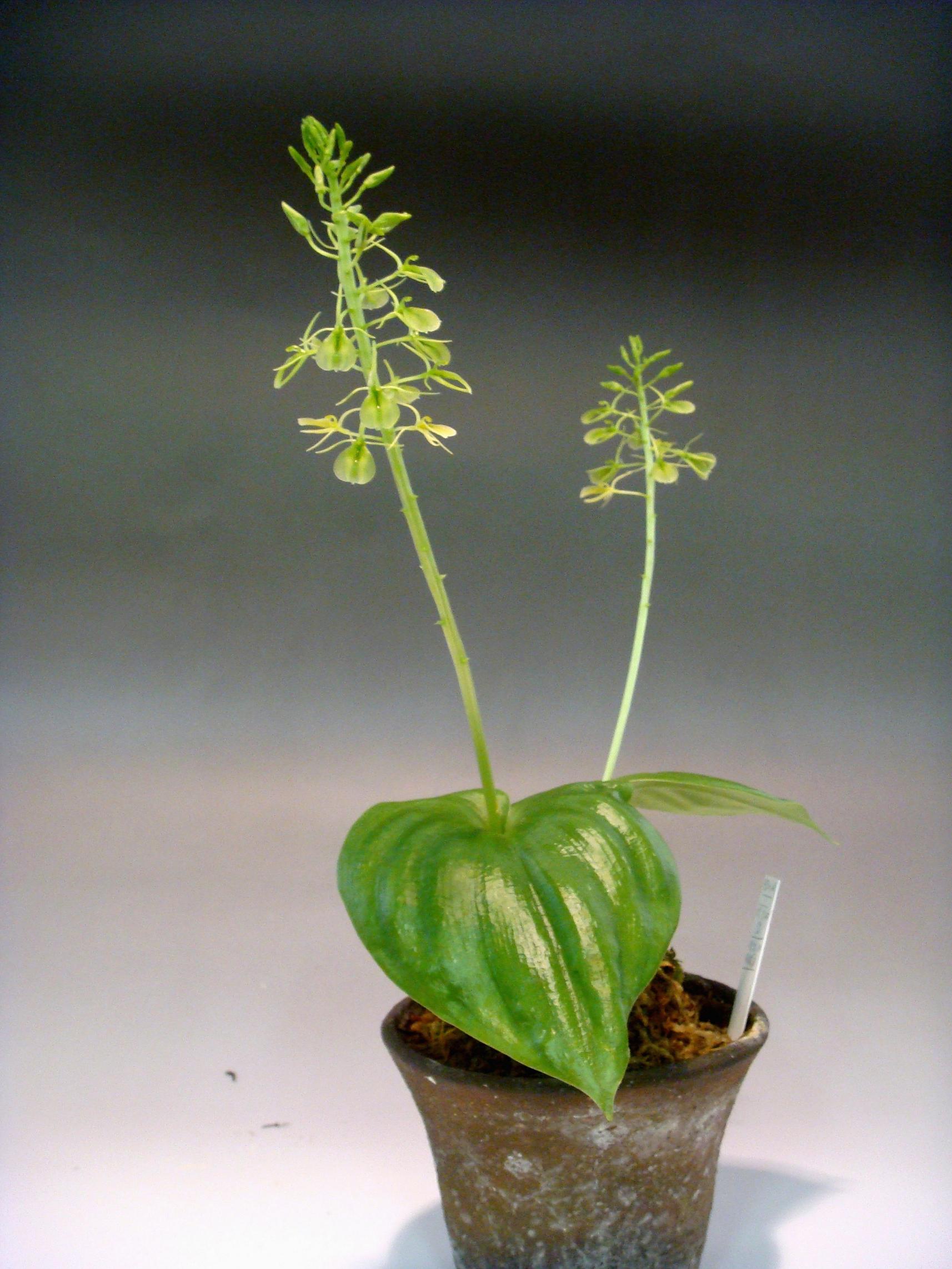 http://orchids.la.coocan.jp/Liparis/Liparis%20cordifolia/DSC02893.JPG