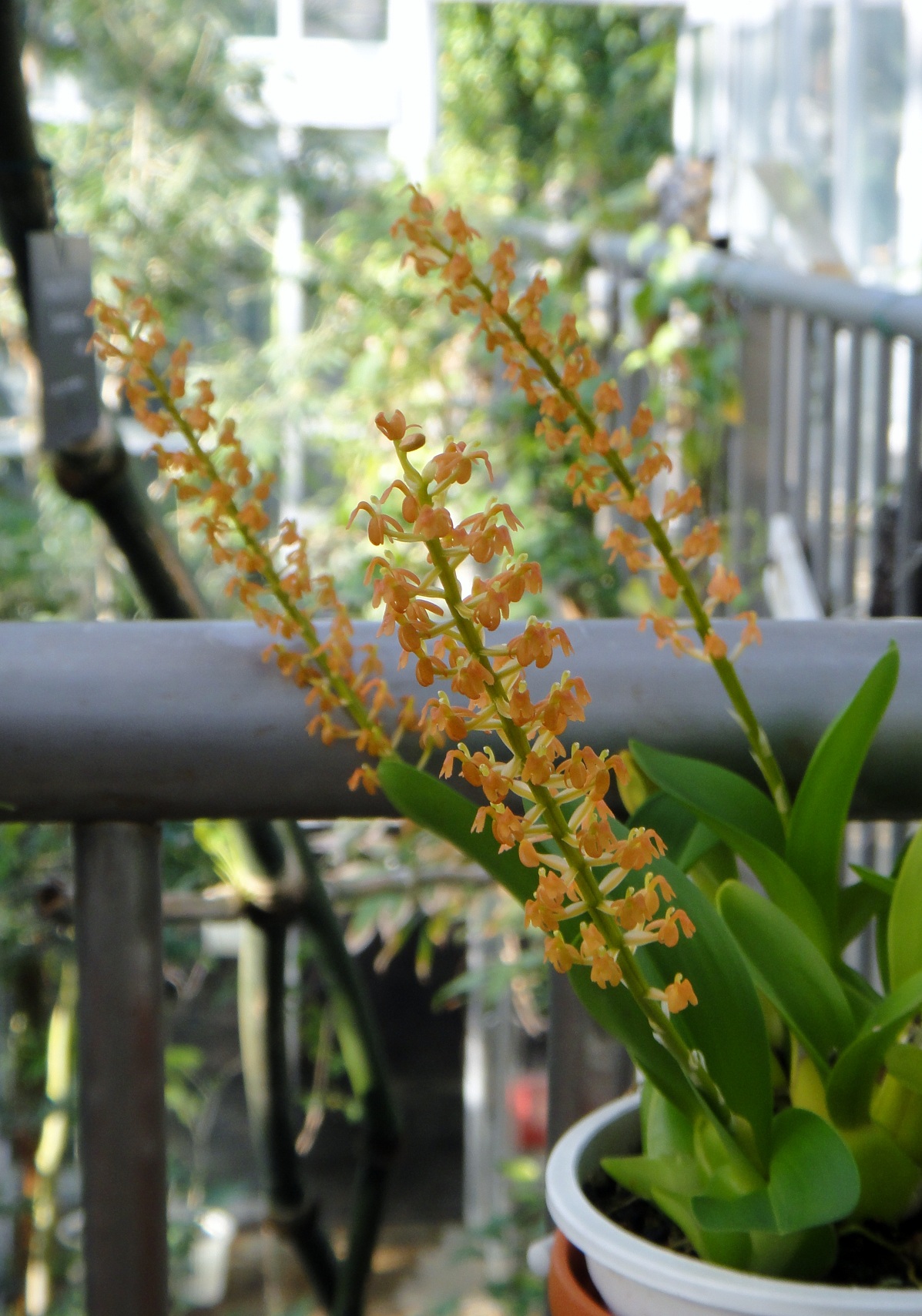 http://orchids.la.coocan.jp/Liparis/Liparis%20grossa/DSC09114.JPG
