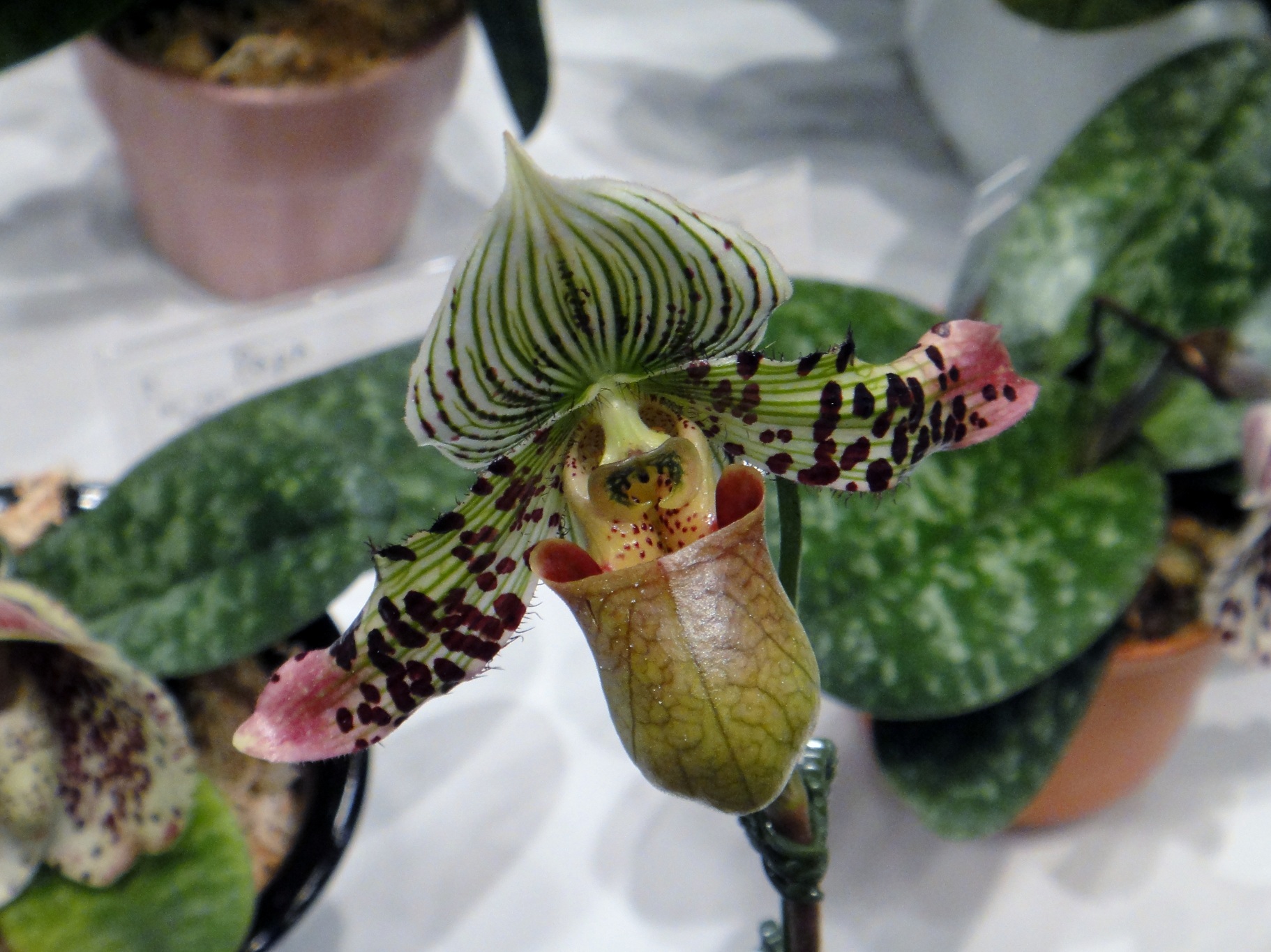 http://orchids.la.coocan.jp/Paphiopedilum/Paphiopedilum%20argus/DSC00402.JPG