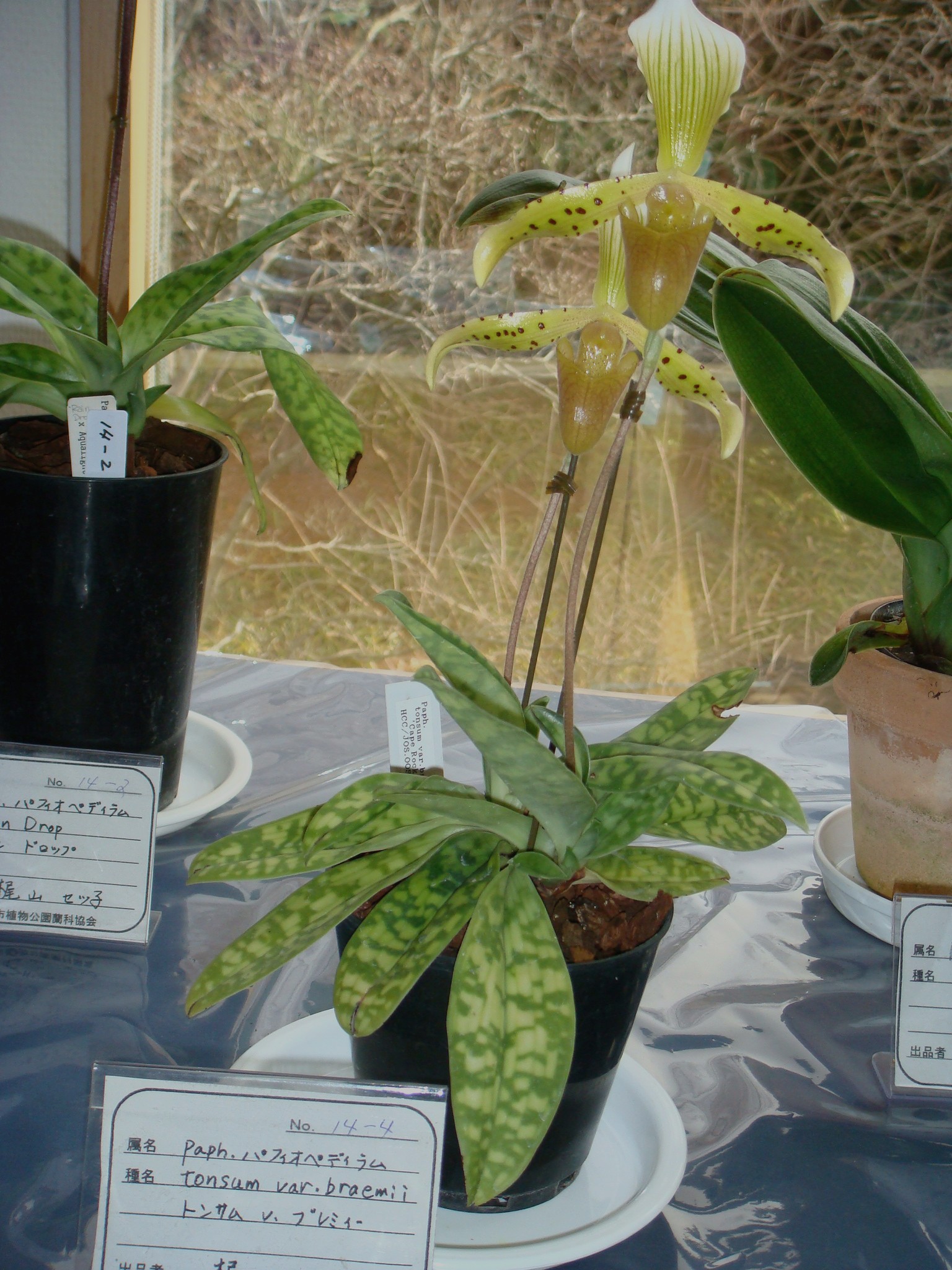 http://orchids.la.coocan.jp/Paphiopedilum/Paphiopedilum%20braemii/DSC03498.JPG