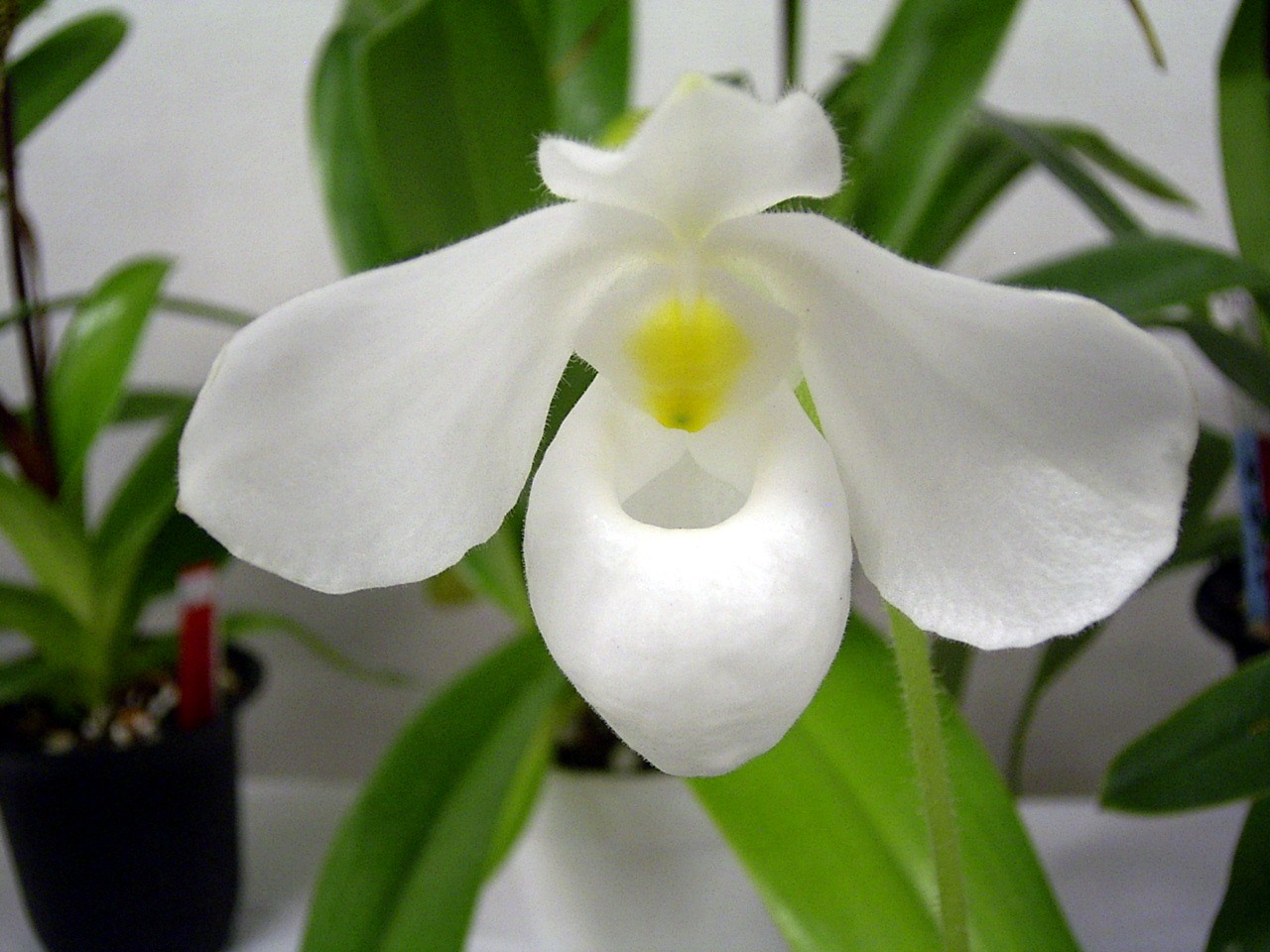 http://orchids.la.coocan.jp/Paphiopedilum/Paphiopedilum%20delenatii%20album/R0053322.JPG