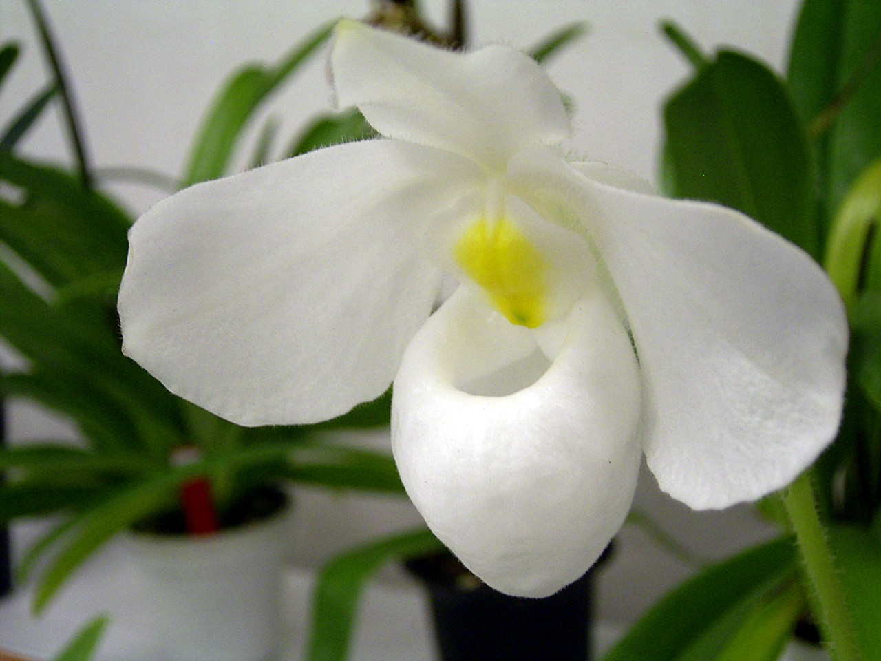 http://orchids.la.coocan.jp/Paphiopedilum/Paphiopedilum%20delenatii%20album/R0053325.JPG