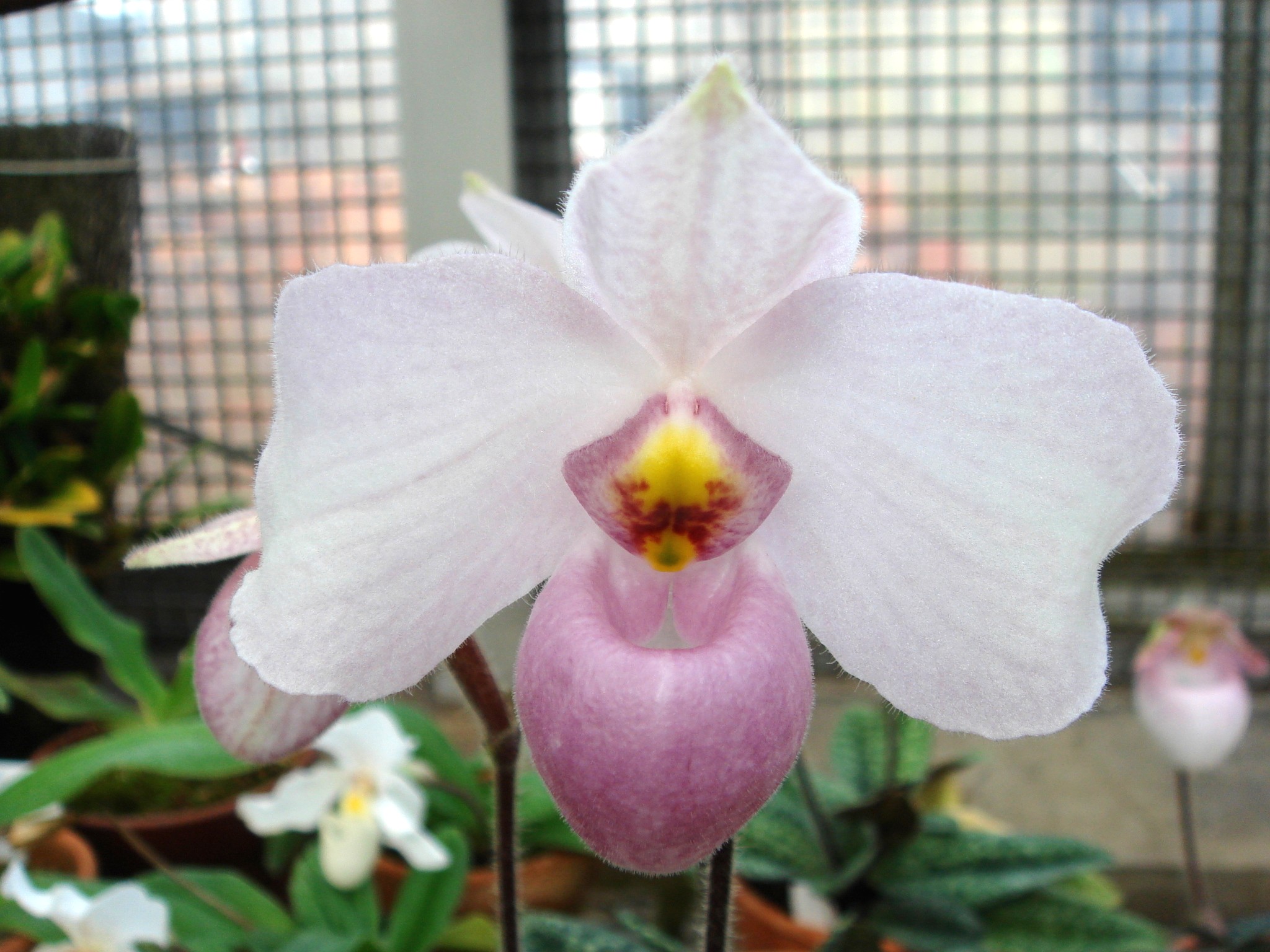 http://orchids.la.coocan.jp/Paphiopedilum/Paphiopedilum%20delenatii/DSC04082.JPG