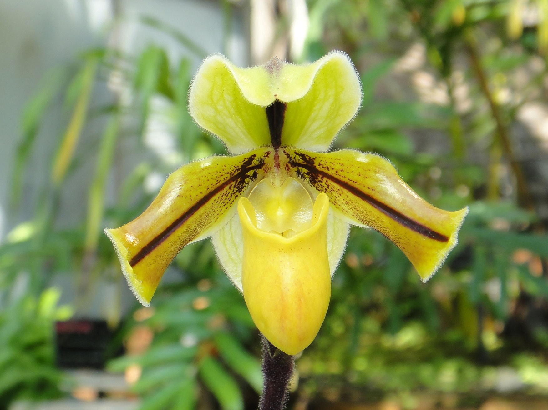 http://orchids.la.coocan.jp/Paphiopedilum/Paphiopedilum%20druryi/DSC03620.JPG