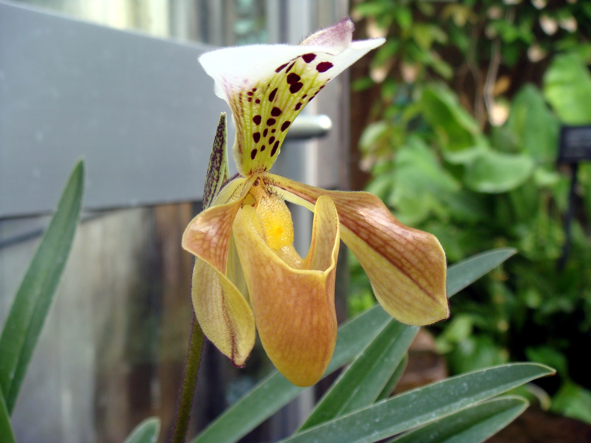 http://orchids.la.coocan.jp/Paphiopedilum/Paphiopedilum%20gratrixianum/DSC05442.JPG