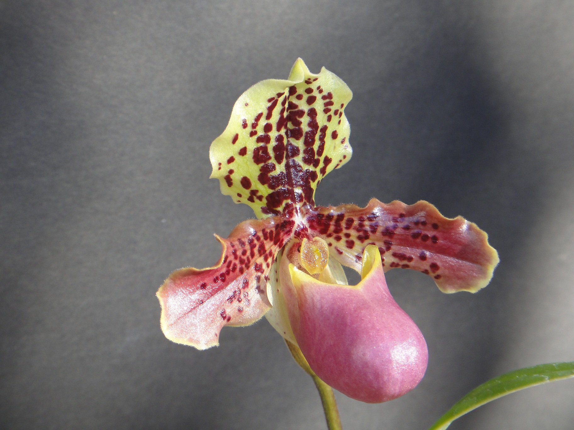 http://orchids.la.coocan.jp/Paphiopedilum/Paphiopedilum%20henryanum/DSC04369.JPG
