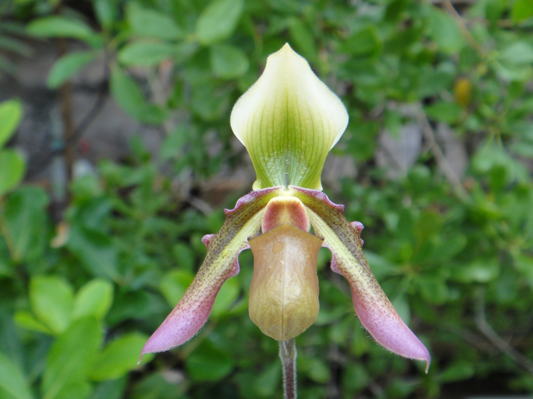 http://orchids.la.coocan.jp/Paphiopedilum/Paphiopedilum%20hookerae/DSC02546.JPG