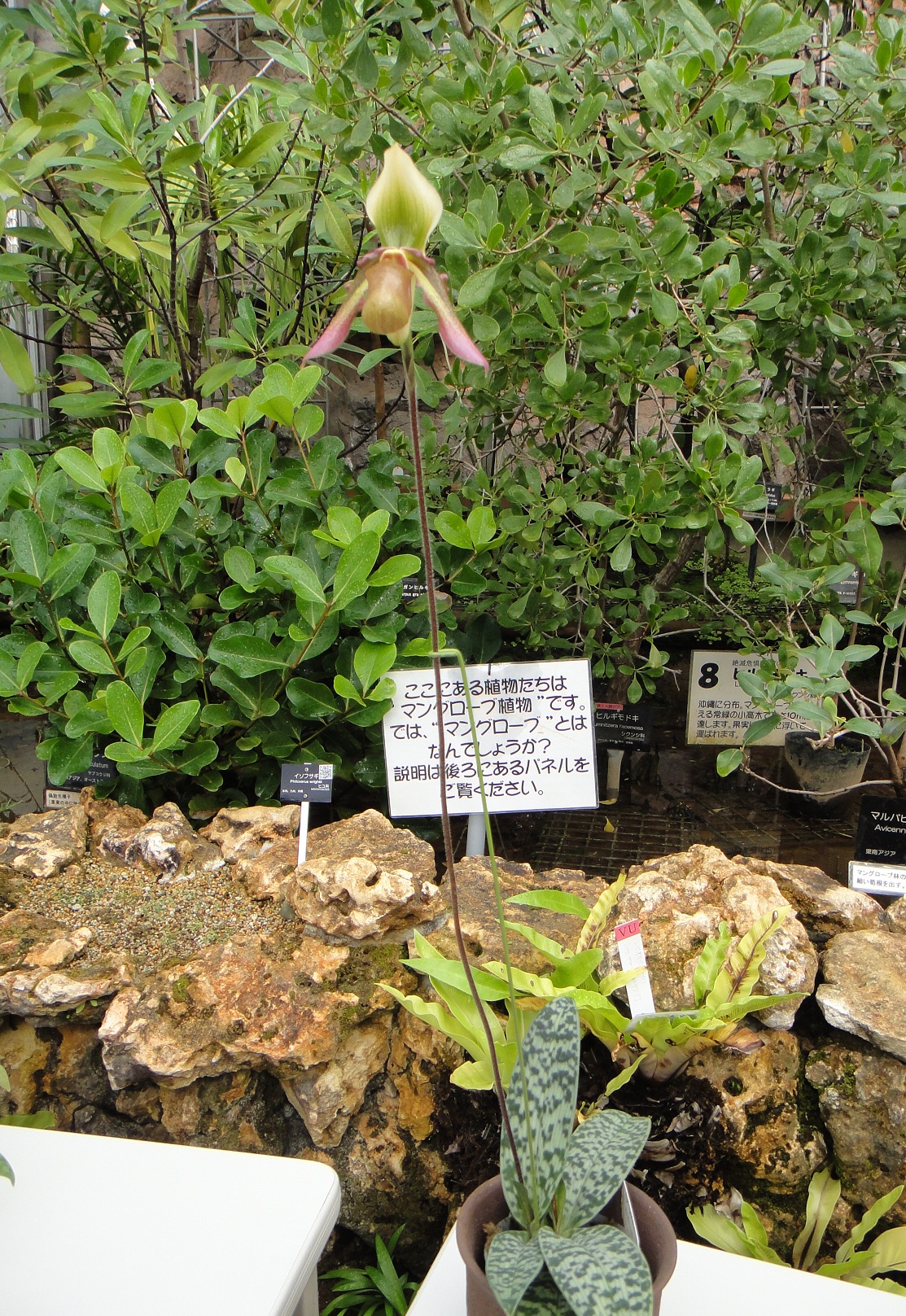 http://orchids.la.coocan.jp/Paphiopedilum/Paphiopedilum%20hookerae/DSC02547.JPG