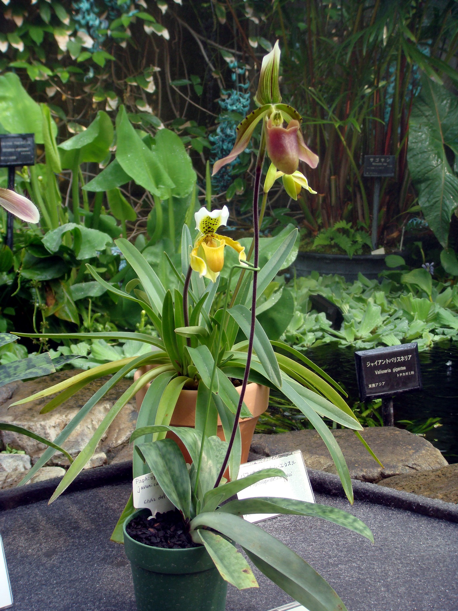 http://orchids.la.coocan.jp/Paphiopedilum/Paphiopedilum%20javanicum%20virens/DSC05446.JPG