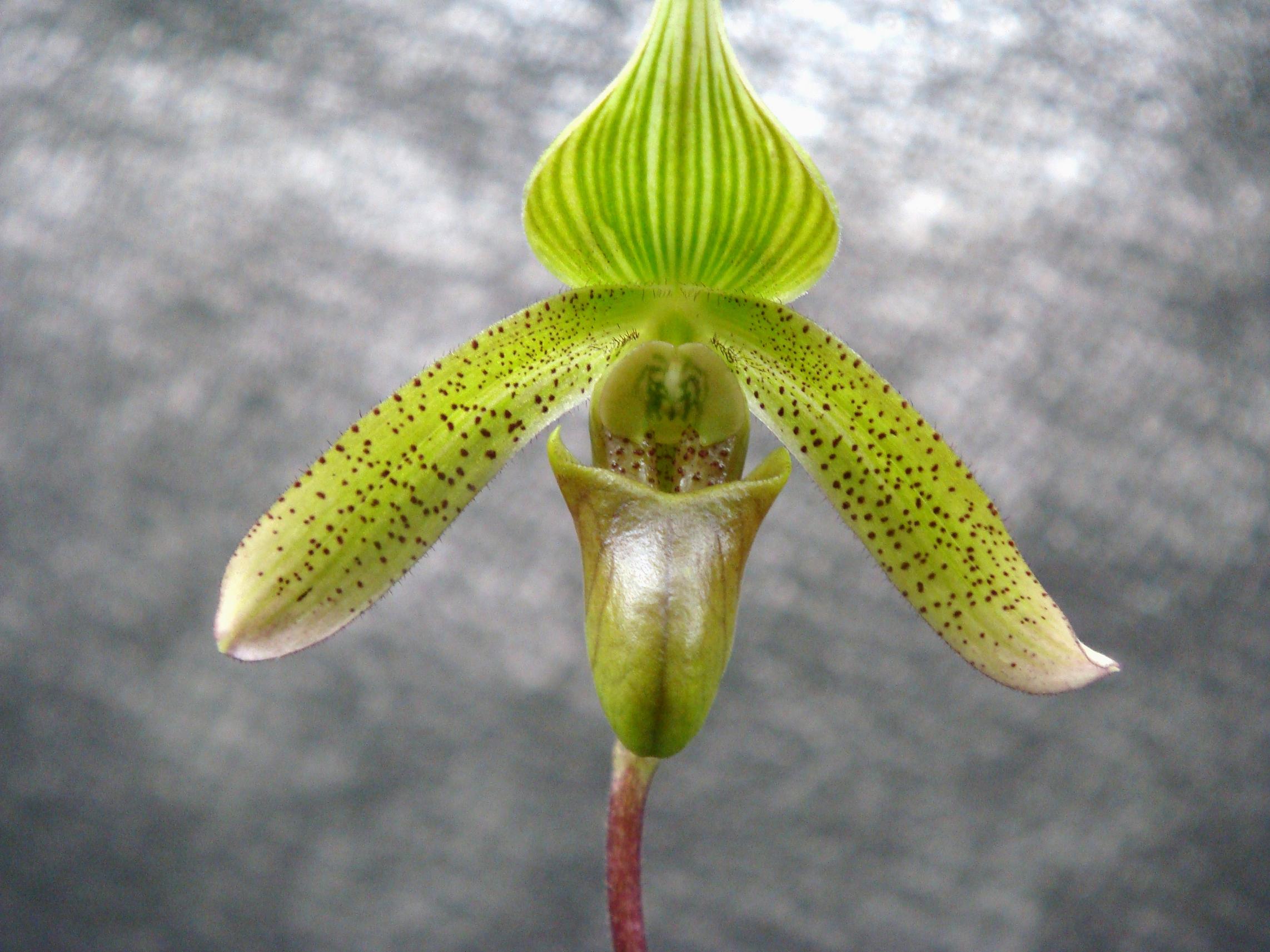 http://orchids.la.coocan.jp/Paphiopedilum/Paphiopedilum%20javanicum/DSC03360.JPG