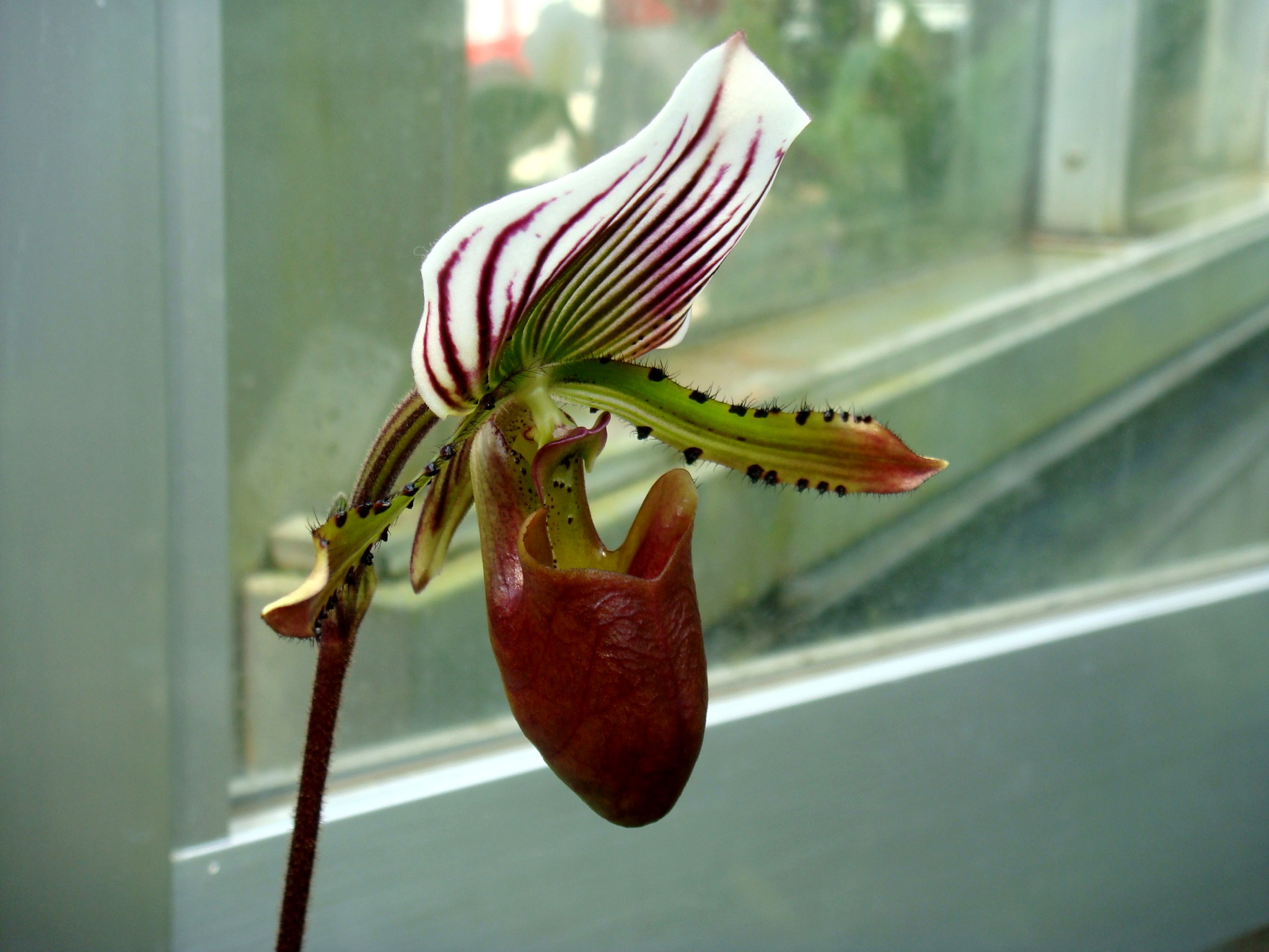 http://orchids.la.coocan.jp/Paphiopedilum/Paphiopedilum%20lawrenceanum/DSC05642.JPG