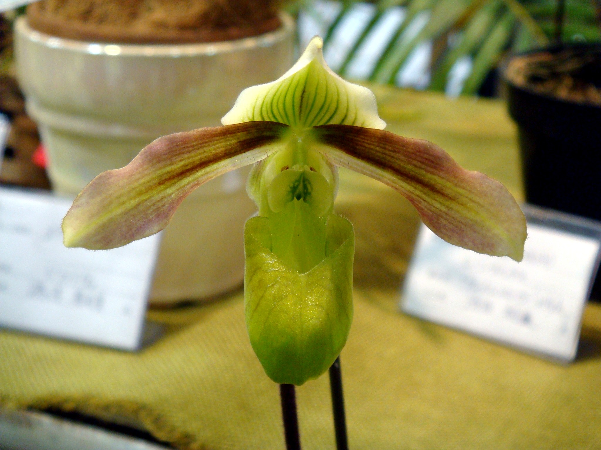 http://orchids.la.coocan.jp/Paphiopedilum/Paphiopedilum%20papuanum/DSC00388.JPG