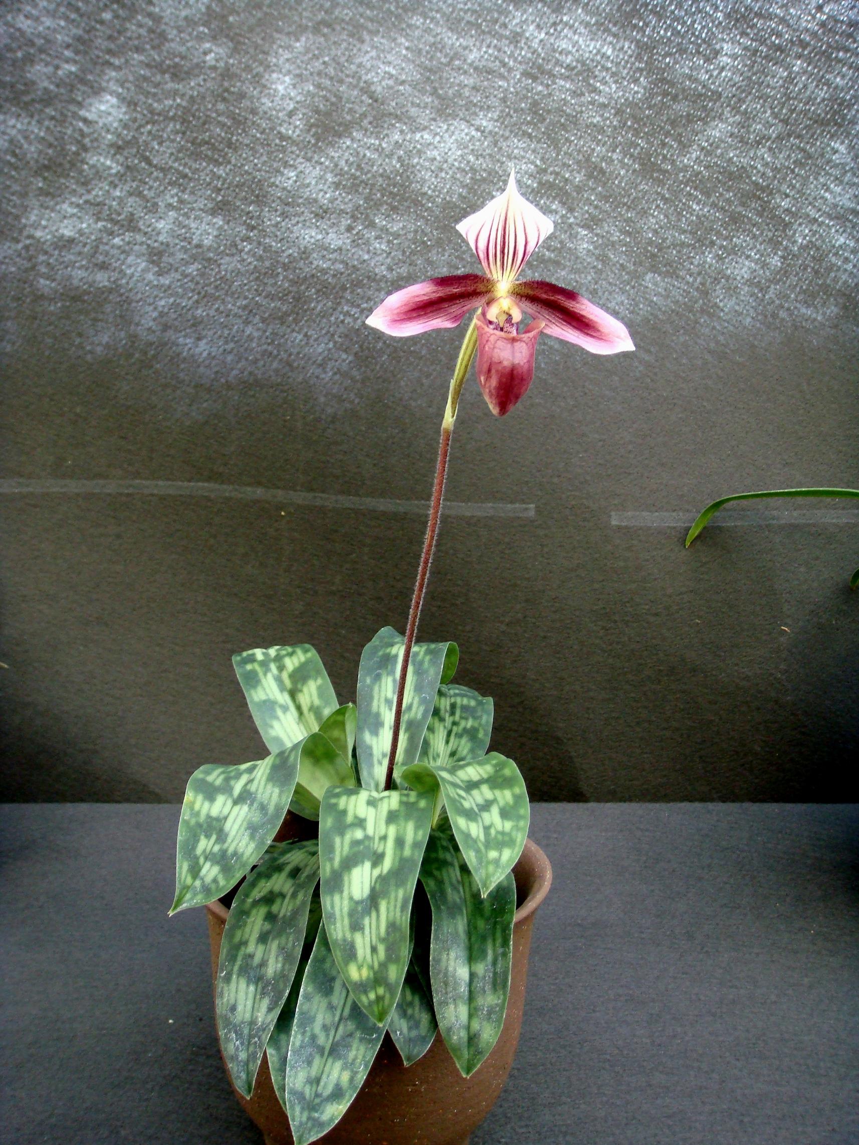 http://orchids.la.coocan.jp/Paphiopedilum/Paphiopedilum%20purpuratum/DSC02685.JPG
