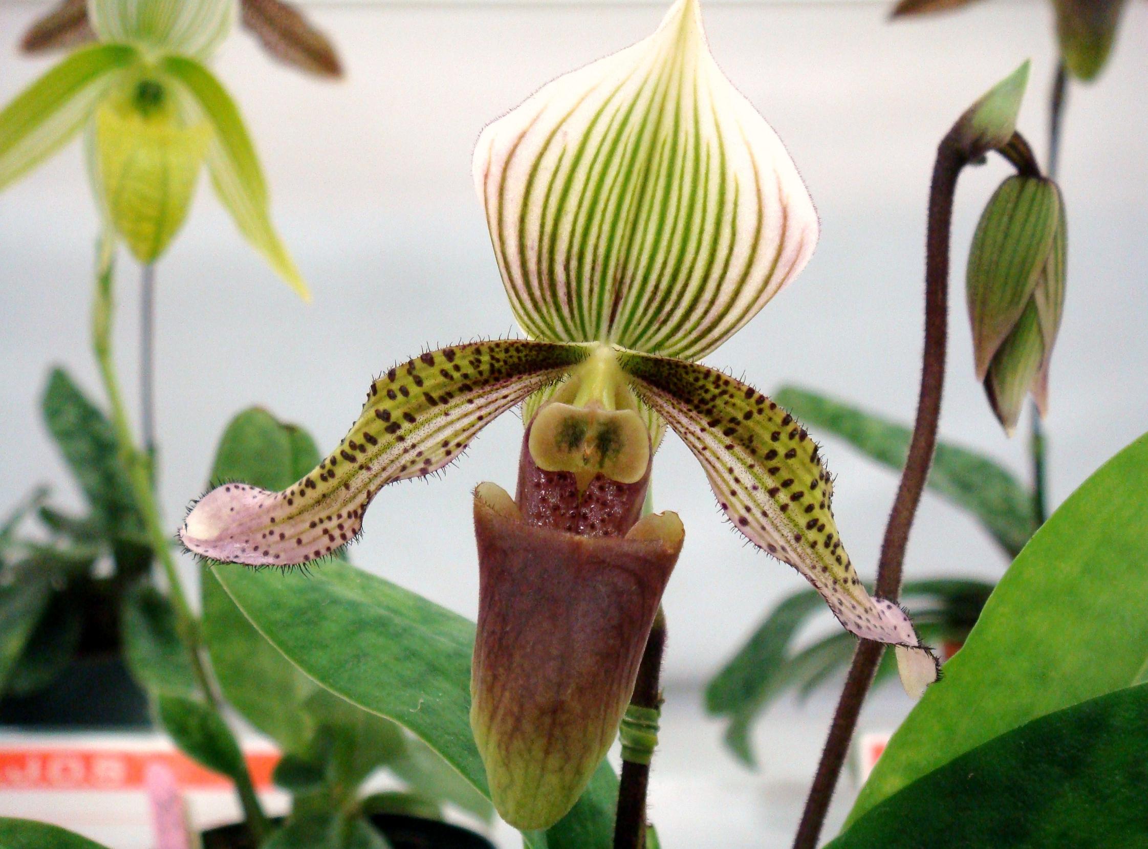 http://orchids.la.coocan.jp/Paphiopedilum/Paphiopedilum%20schoseri/DSC04566.JPG