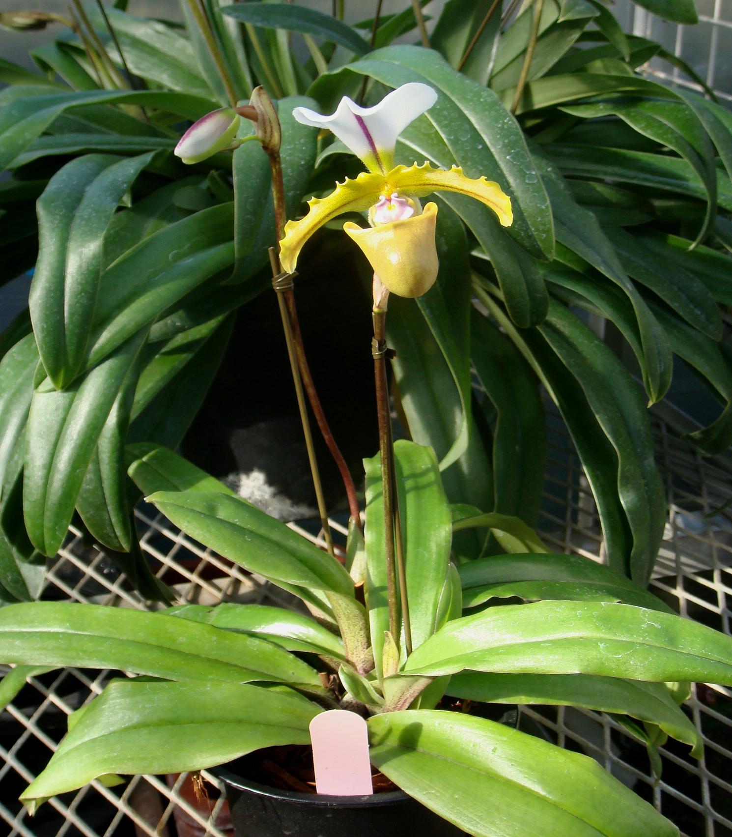 http://orchids.la.coocan.jp/Paphiopedilum/Paphiopedilum%20spicerianum/DSC05855.JPG