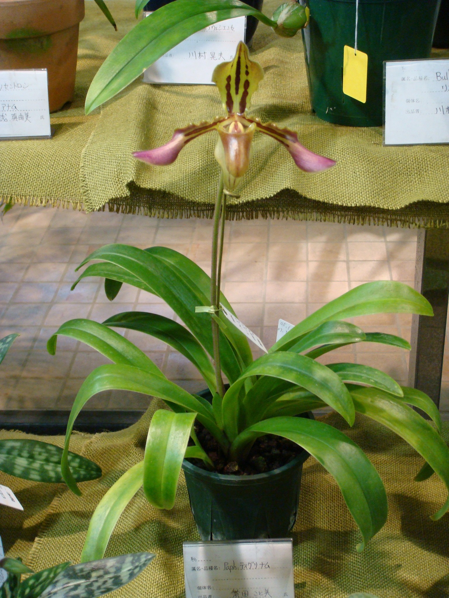 http://orchids.la.coocan.jp/Paphiopedilum/Paphiopedilum%20tigrinum/DSC00385.JPG