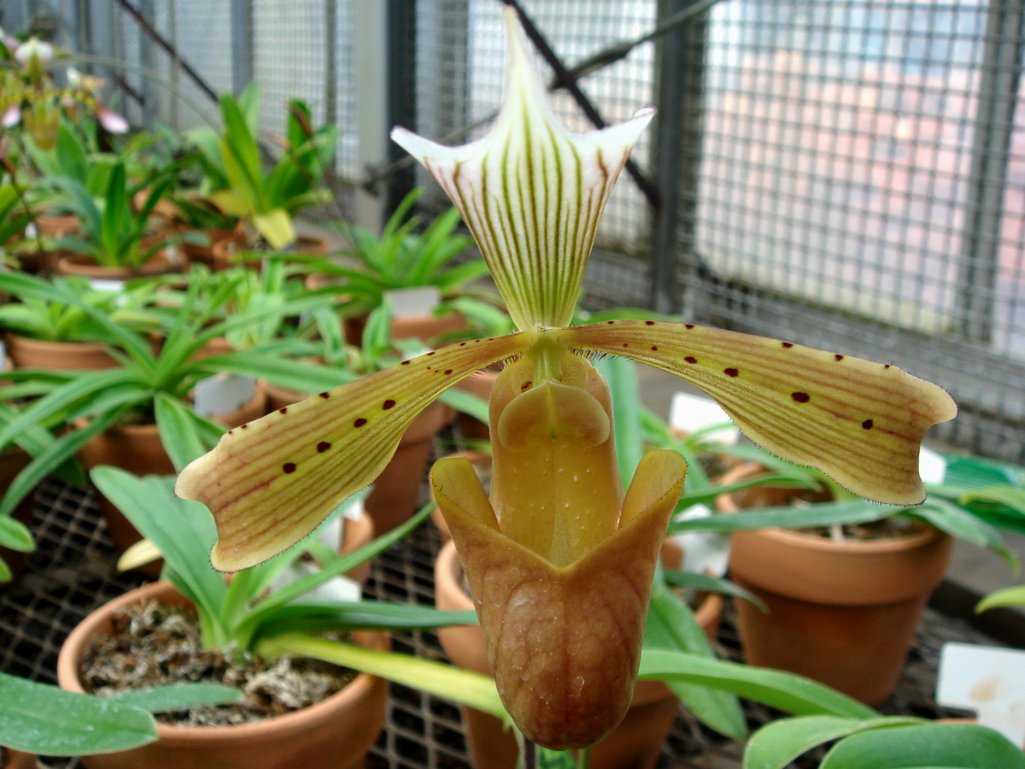 http://orchids.la.coocan.jp/Paphiopedilum/Paphiopedilum%20tonsum/DSC04078.JPG
