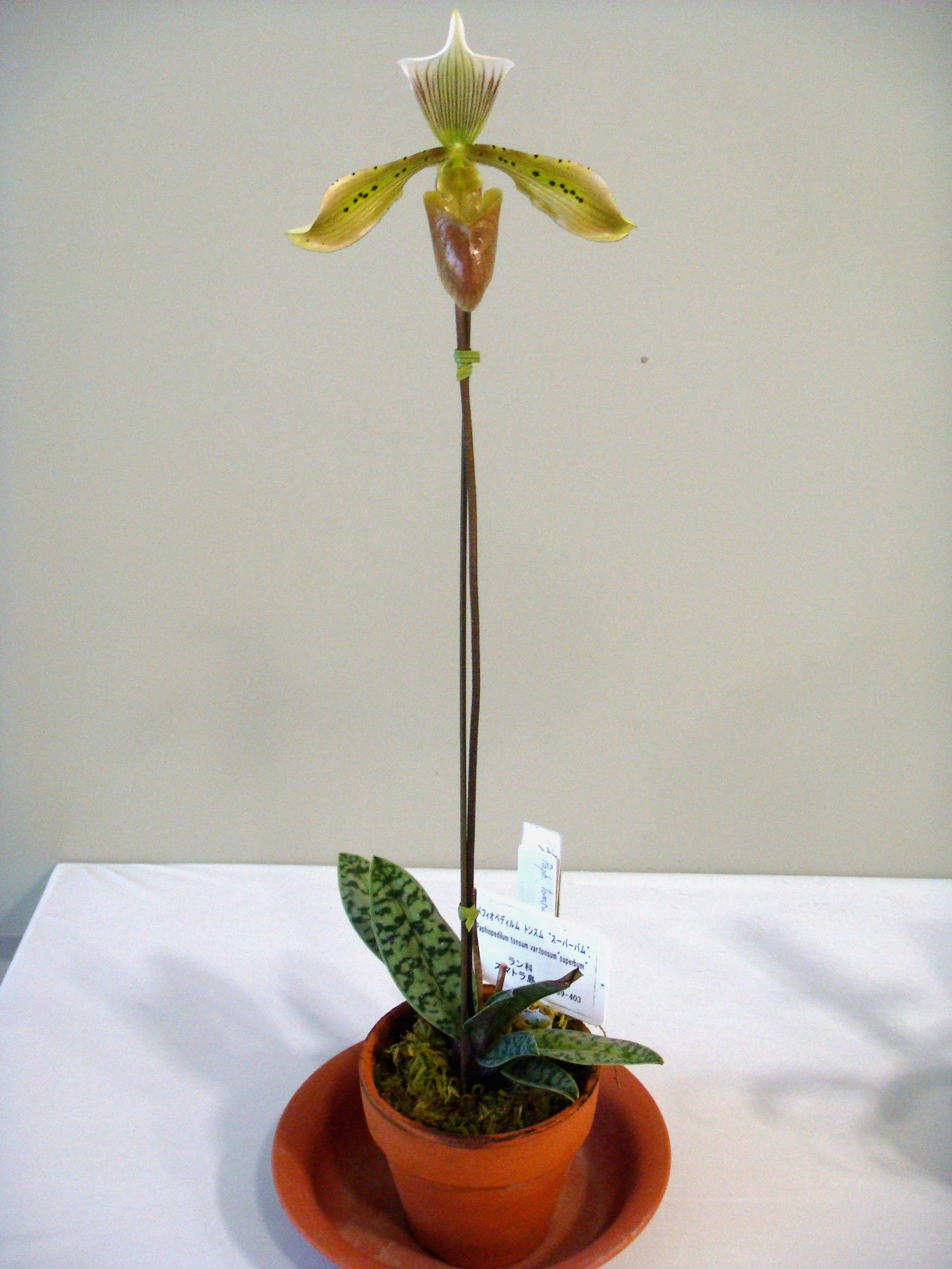 http://orchids.la.coocan.jp/Paphiopedilum/Paphiopedilum%20tonsum/DSC04414.JPG