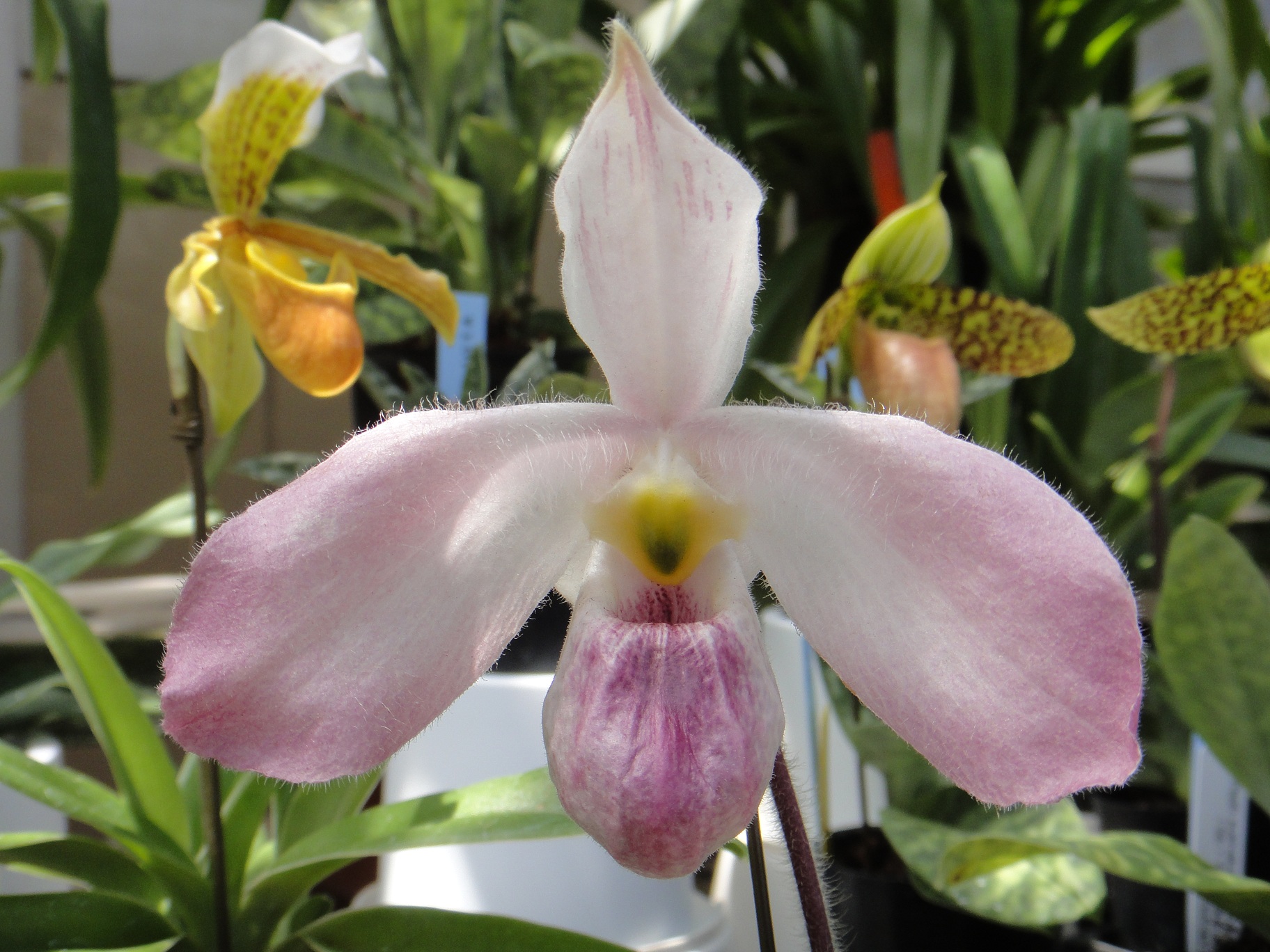http://orchids.la.coocan.jp/Paphiopedilum/Paphiopedilum%20vietnamense/DSC05437.JPG
