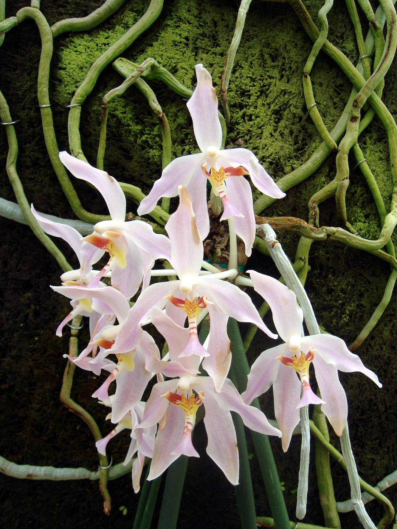 http://orchids.la.coocan.jp/Paraphalaenopsis/Paraphalaenopsis%20laycockii/DSC05879.JPG
