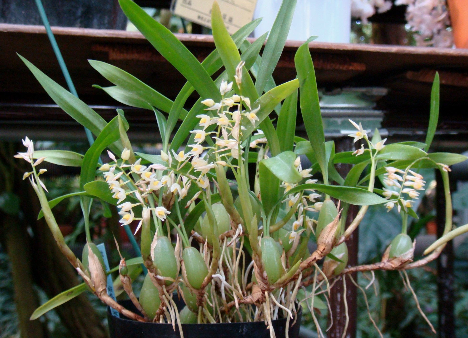 http://orchids.la.coocan.jp/Pholidota/Pholidota%20cantonensis/DSC01013.JPG