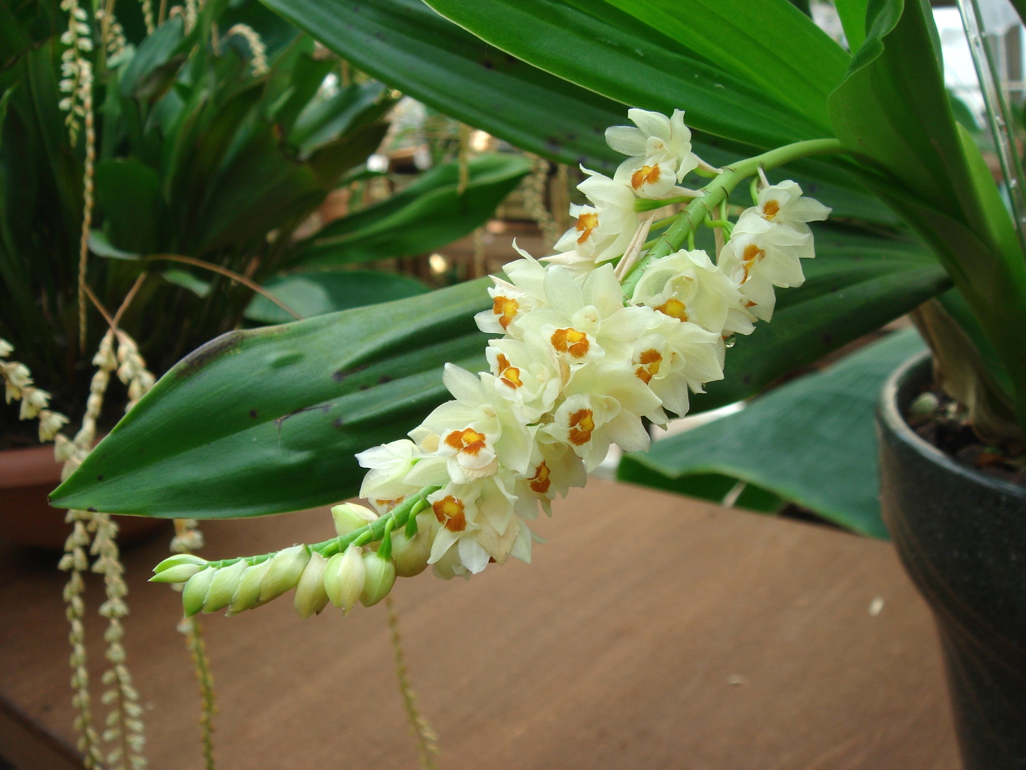 http://orchids.la.coocan.jp/Pholidota/Pholidota%20ventricosa/DSC04008.JPG