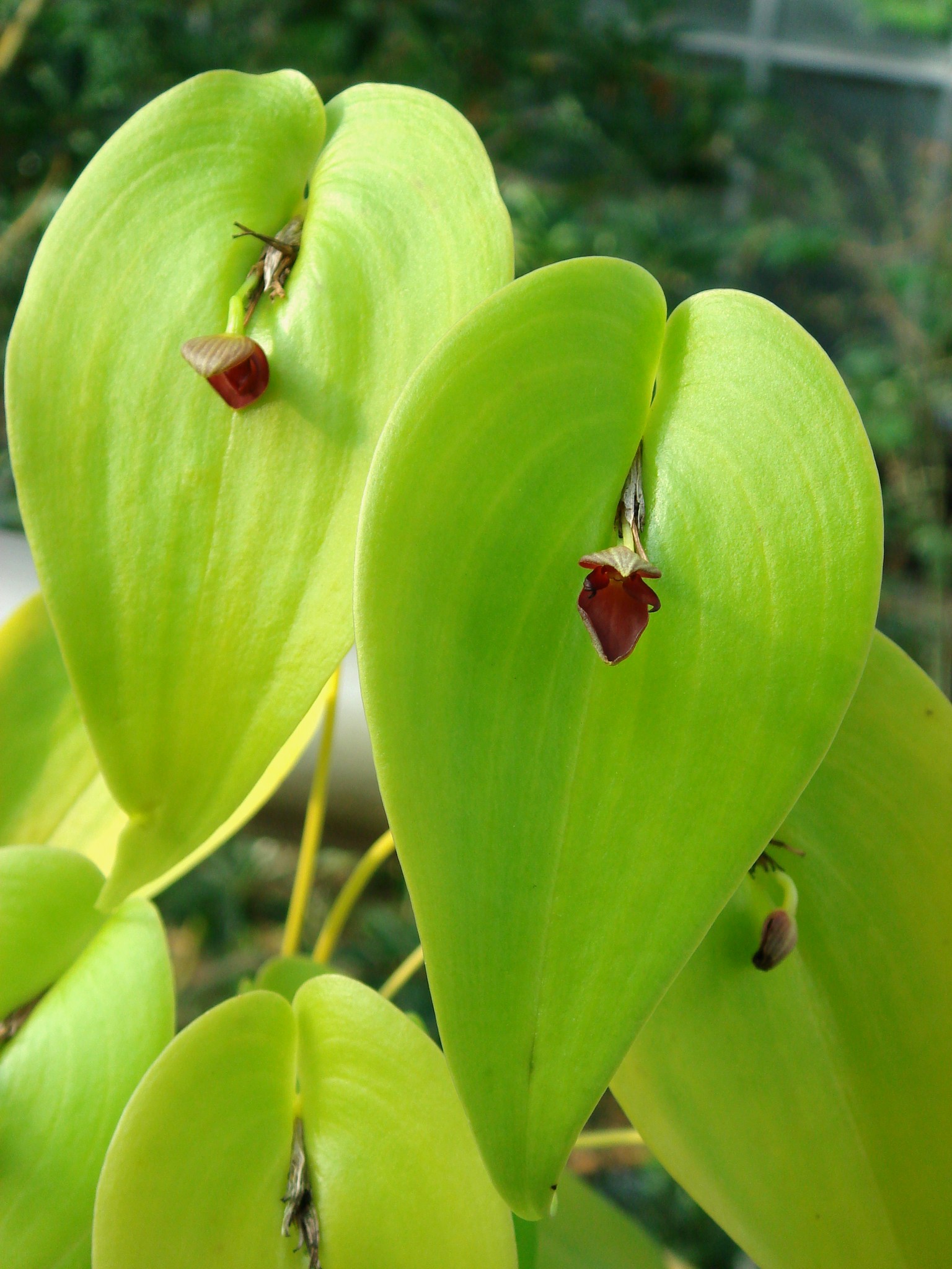 http://orchids.la.coocan.jp/Pleurothallis/Pleurothallis%20cardiothallis/DSC02015.JPG