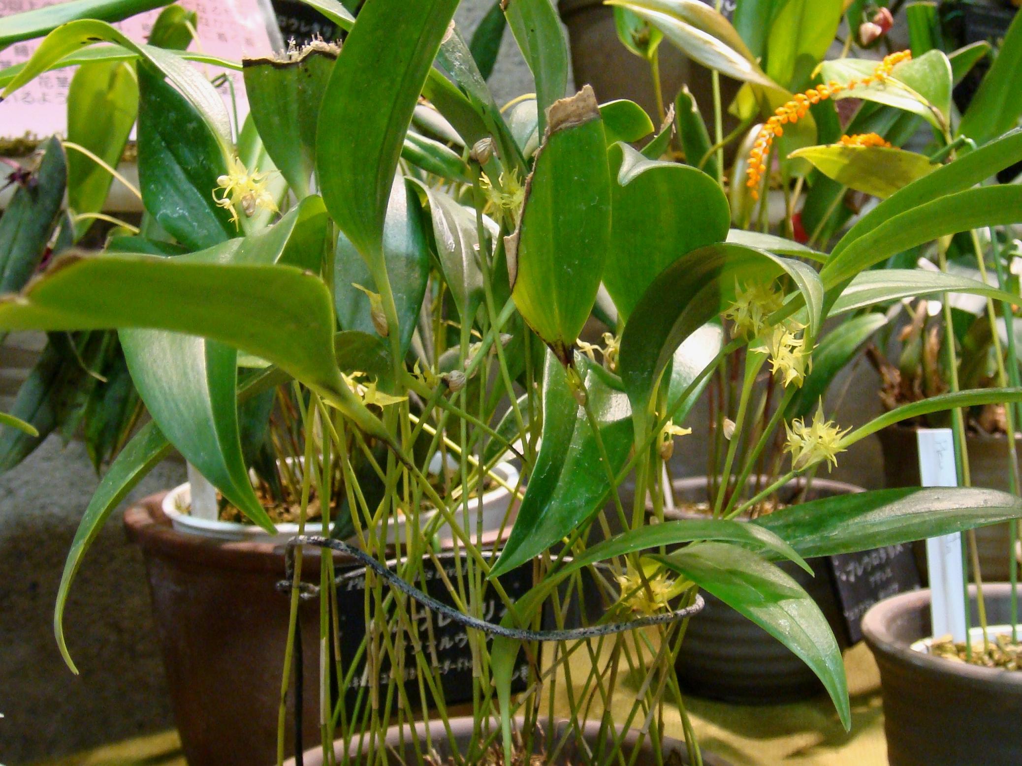 http://orchids.la.coocan.jp/Pleurothallis/Pleurothallis%20ruscifolia/DSC08569.JPG