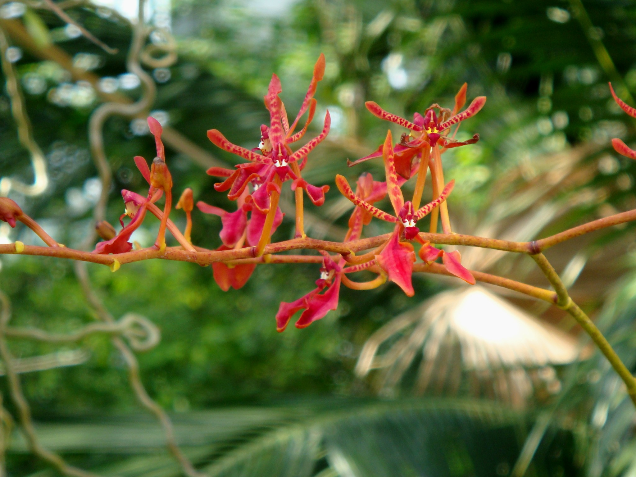 http://orchids.la.coocan.jp/Renanthera/Renanthera%20coccinea/DSC04492.JPG