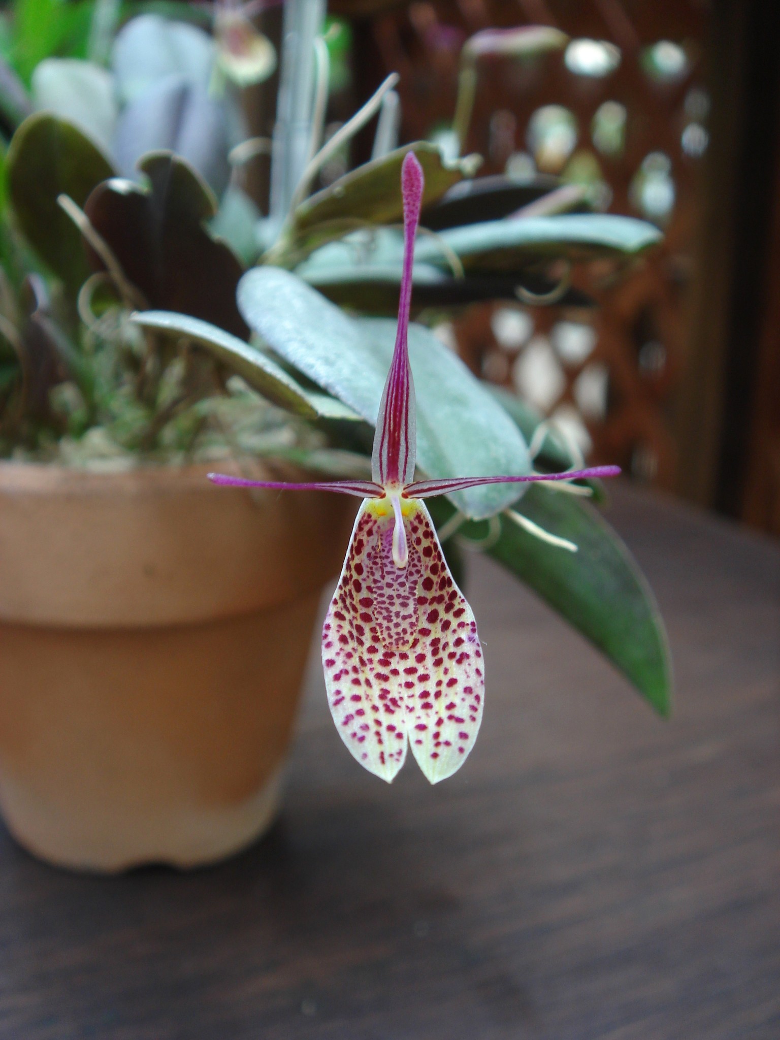 http://orchids.la.coocan.jp/Restrepia/Restrepia%20elegans/DSC03966.JPG
