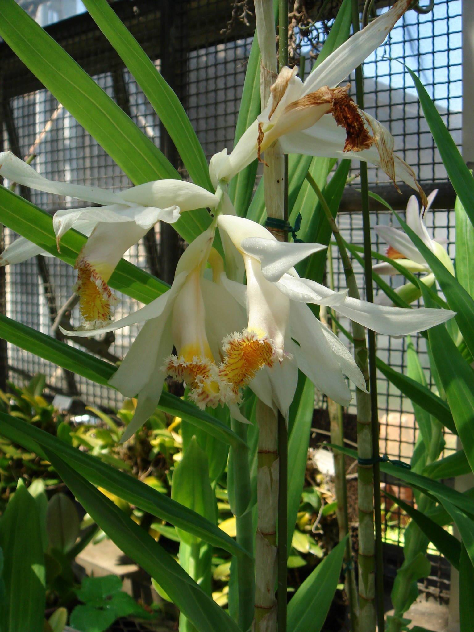 http://orchids.la.coocan.jp/Thunia/Thunia%20marshalliana/DSC01829.JPG
